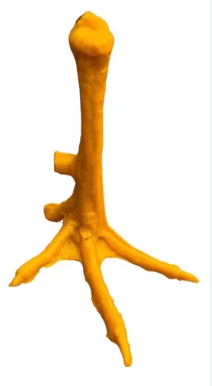 Pata de Gallo