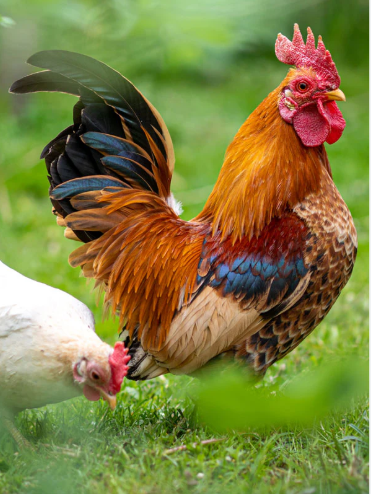 Poultry