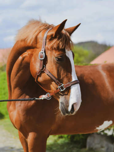 Equine