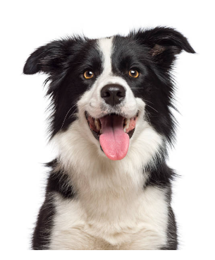 Dog Products