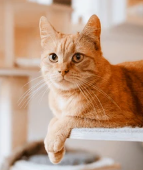 Cat Products